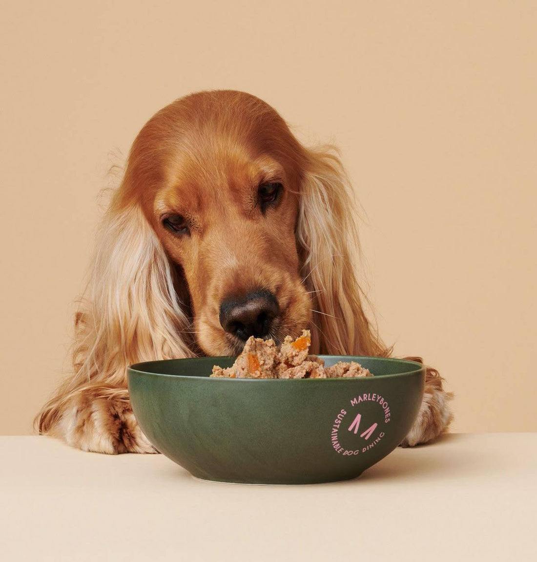 How to feed your pet properly: feeding standards and frequency