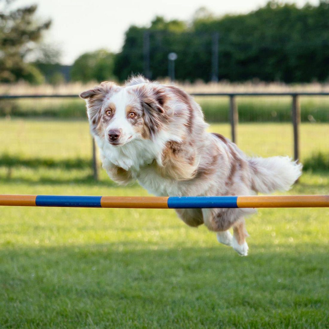 Dog training: the basics of obedience and tricks. How to teach a dog basic commands and tricks