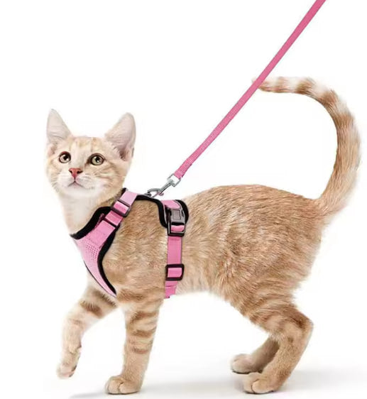 Leash for Cats